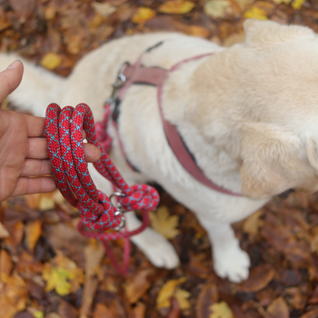 Kletterseil Hundeleine rot-blau PREMIUM handgefertigt verstellbar große Hunde