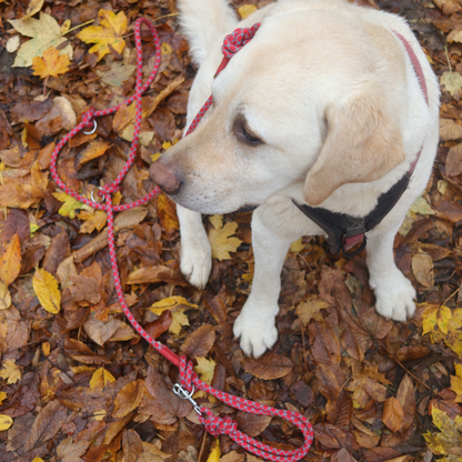 Kletterseil Hundeleine rot-blau PREMIUM handgefertigt verstellbar große Hunde