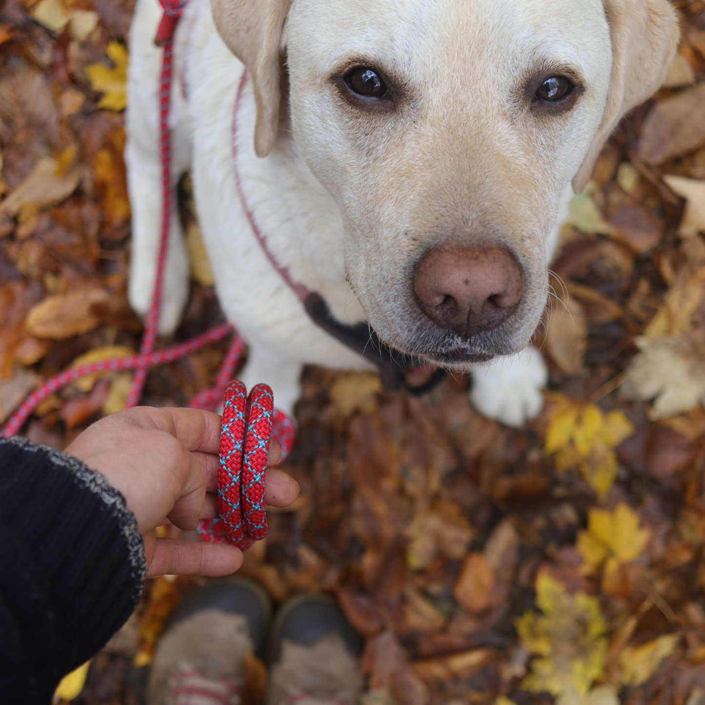 Kletterseil Hundeleine rot-blau PREMIUM handgefertigt verstellbar große Hunde